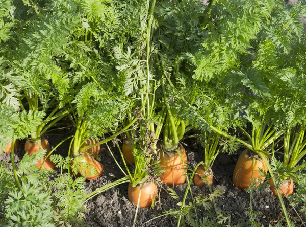 Carottes orange mûres dans la saleté du champ — Photo