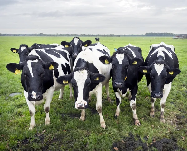 Neugierige schwarz-weiße Kühe auf holländischer Weide — Stockfoto