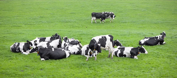 オランダの緑の草で覆われた草原で黒と白の牛 — ストック写真