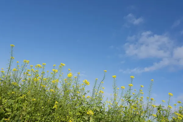 Gelbe Blüten von Senfkörnern auf dem Feld — Stockfoto