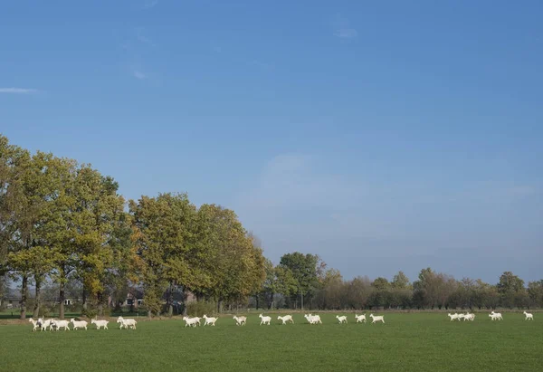 Cabras blancas en el prado cerca de granero en los Países Bajos cerca de Woudenberg —  Fotos de Stock