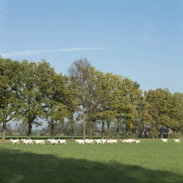 Cabras blancas en el prado cerca de granero en los Países Bajos cerca de Woudenberg —  Fotos de Stock