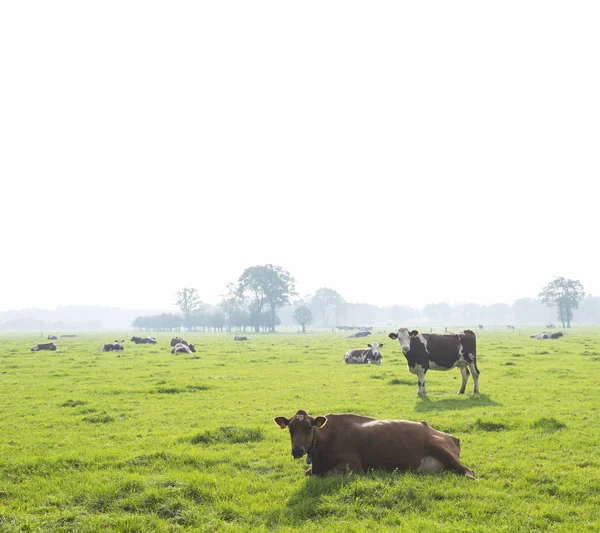 Vacas holstein en prado verde de landsape holandés —  Fotos de Stock