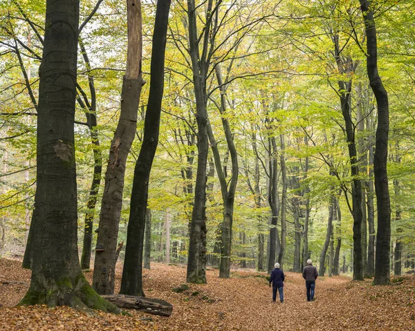 Pareja de ancianos camina en bosque de haya otoñal — Foto de Stock