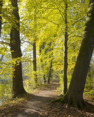 sonbahar orman amelisweerd Hollanda utrecht city yakınındaki