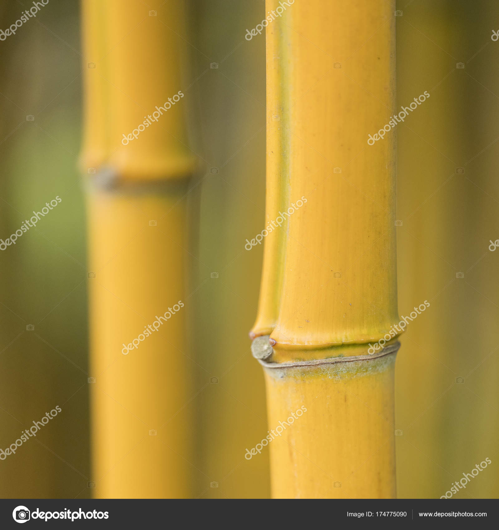Stem And Knots On Yellow Bamboo Plant Stock Photo Image By C Ahavelaar 174775090