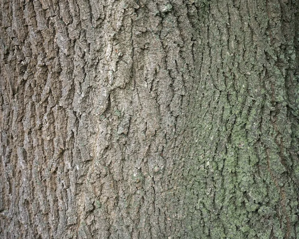 Sfondo di corteccia su quercia vecchia — Foto Stock