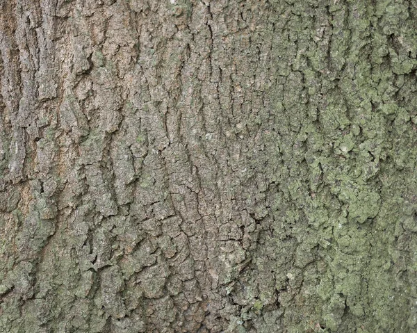 Sfondo di corteccia su quercia vecchia — Foto Stock