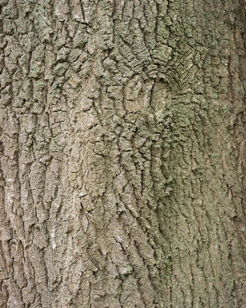 Eski meşe ağacının üzerinde kabuk arka plan — Stok fotoğraf