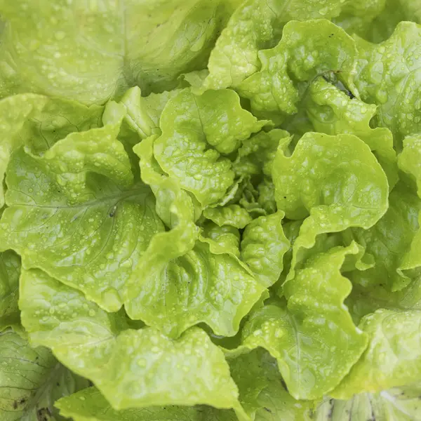 Closeup of green lettuce plant in garden — Stock Photo, Image
