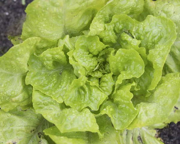 Primer plano de la planta de lechuga verde en el jardín —  Fotos de Stock