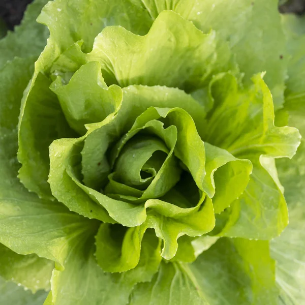 Closeup of green lettuce plant in garden — Stock Photo, Image