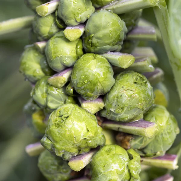 Closeup of brussel sprouts on stem of plant — Stock Photo, Image