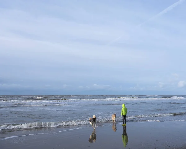 Menino e cães na praia do mar norte na província holandesa de holland norte — Fotografia de Stock