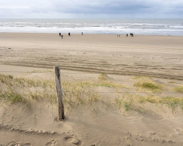 insanlar ve angarya ve Hollanda'da Kuzey Denizi sahilinde yürüyüş