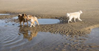 Köpekler Hollanda'da güneşli kış sahilde