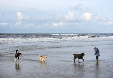 köpek ve çocuk Hollanda'da Kuzey Denizi sahilinde