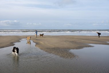 insanlar ve köpekler Hollanda Kuzey Denizi sahilinde