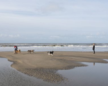 insanlar ve köpekler Hollanda Kuzey Denizi sahilinde