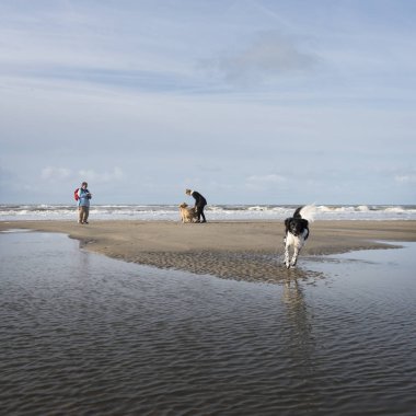 insanlar ve köpekler Hollanda Kuzey Denizi sahilinde