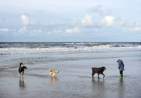 Cães e criança na praia do mar norte em holland — Fotografia de Stock