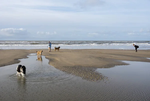 Personas y perros en la playa del mar del norte en los Países Bajos — Foto de Stock