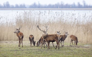 oostvaarders Utrecht Hollanda lelystad yakınındaki erkek kırmızı geyik