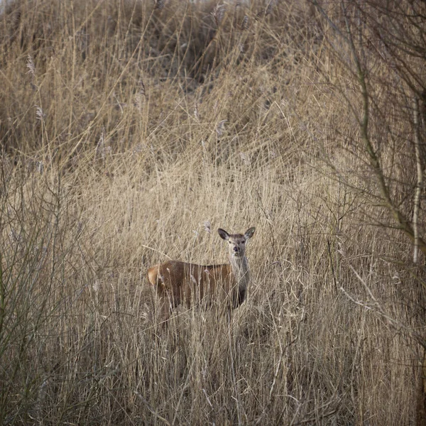 Femelle cerf rouge cacher dans roseau le jour de l'hiver aux Pays-Bas parc naturel oostvaarders plassen — Photo