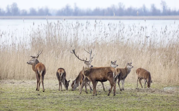 Mannelijk edelhert in oostvaarders plassen in de buurt van lelystad in Nederland — Stockfoto