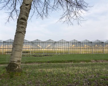Işıklar açık almere yakınındaki Hollanda ile Hollandalı sera