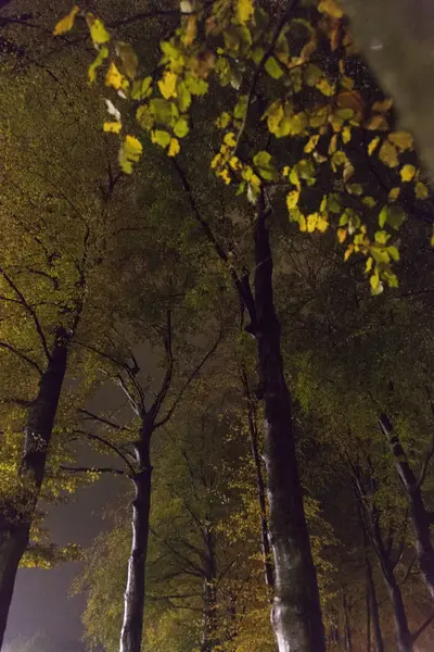 Faia árvores durante a queda no escuro — Fotografia de Stock