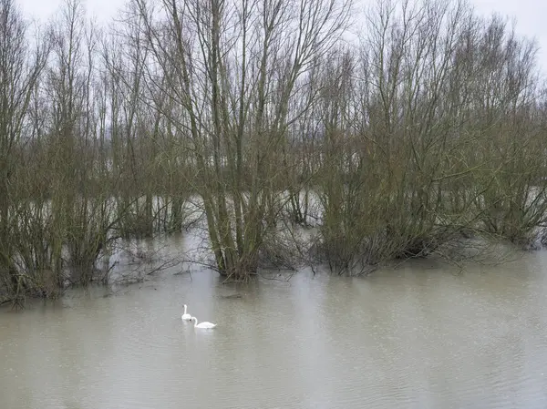 Swans float near flooded forest in holland — Stock Photo, Image