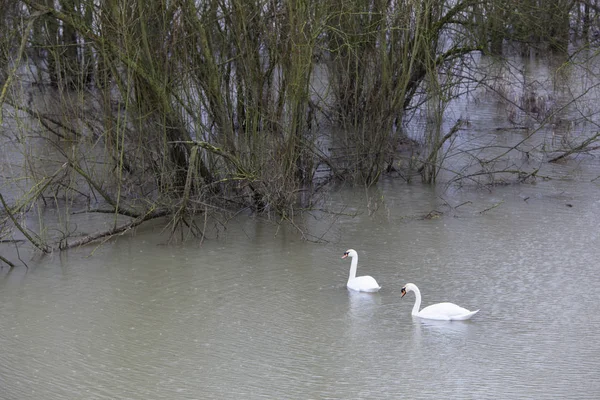 Cisnes flotan cerca del bosque inundado en Holanda — Foto de Stock