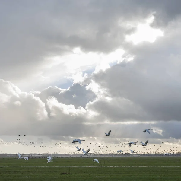 Cloudscape の前に飛ぶガチョウ、白鳥 — ストック写真