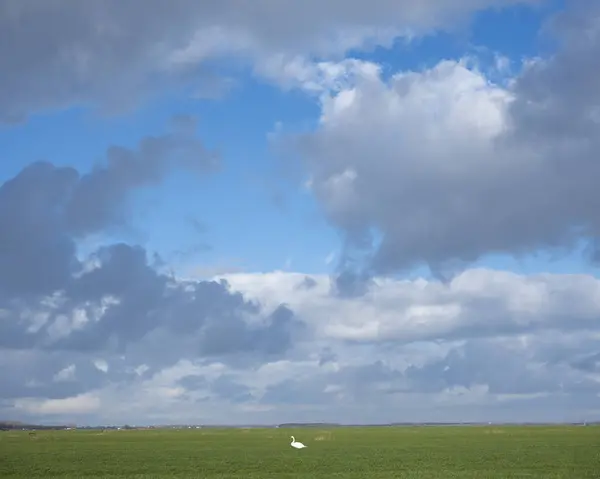 Swan w łące pod cloudscape w pobliżu amersfoort i eemnes w Holandii — Zdjęcie stockowe