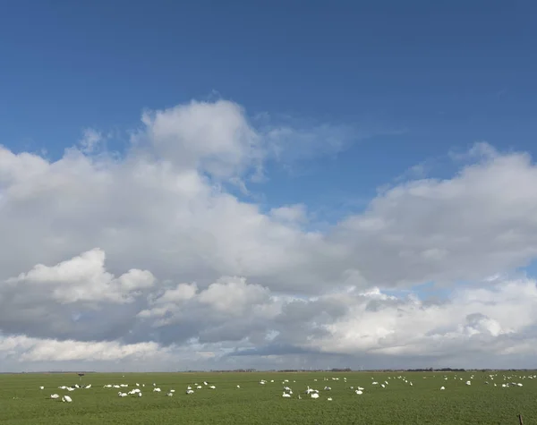 Cisnes en el prado bajo el paisaje nublado cerca de amersfoort y eemnes en Holanda —  Fotos de Stock