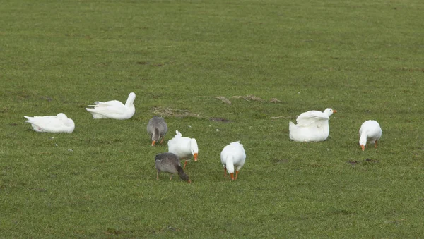 White geese graze in food plains of river ijssel near kampen and Zwolle — 스톡 사진