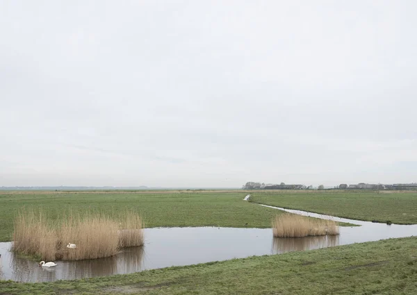 Cigno sul nido e l'altro garding in eempolder vicino amersfoort nei Paesi Bassi — Foto Stock
