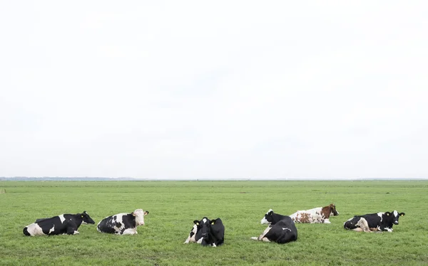 Коровы лежат на зеленом травянистом лугу на панорамной фотографии — стоковое фото