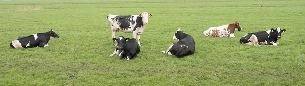 Vacas jazem no prado gramado verde na fotografia panorâmica — Fotografia de Stock