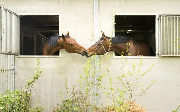 Две коричневые лошади смотрят в окно конюшни — стоковое фото