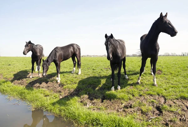 Cuatro caballos oscuros en prado verde herboso cerca de loenen en la provincia holandesa de utrecht — Foto de Stock