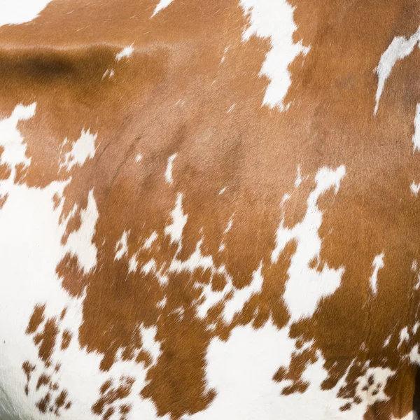 Hide on side of red and white cow — Stock Photo, Image