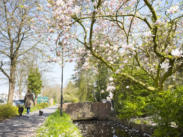 Promener le chien au printemps sous un arbre rose fleuri — Photo