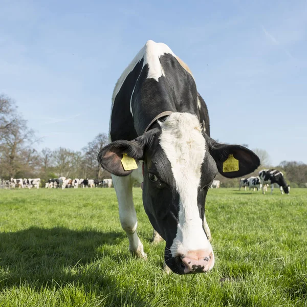 Vacas pretas e brancas no prado de primavera gramado verde holandês — Fotografia de Stock