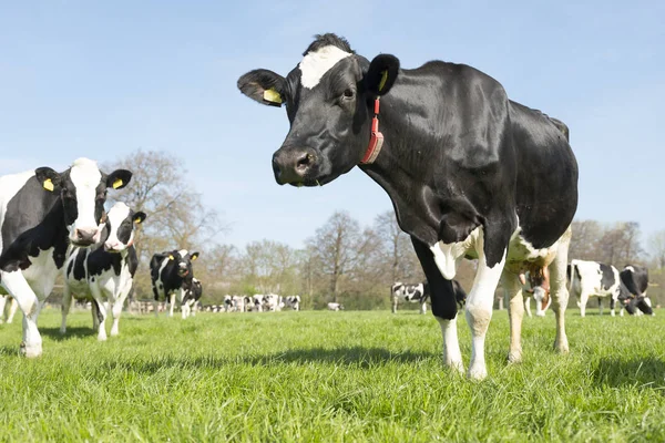 Zwart-witte koeien in Nederlandse groene grazige voorjaar weide — Stockfoto