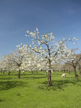 koyun ve kiraz çiçeği bahar orchard Hollanda mavi gökyüzü altında