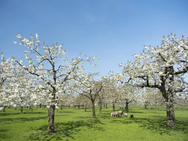 Schapen en cherry blossom voorjaar boomgaard onder blauwe hemel in Nederland — Stockfoto