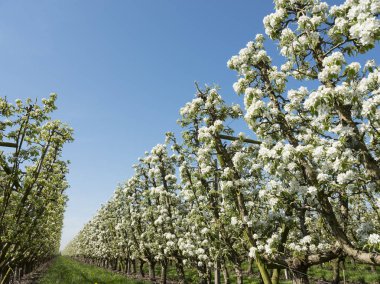 Mavi gökyüzü ile Hollandalı meyve bahçesi beyaz elma çiçekleri