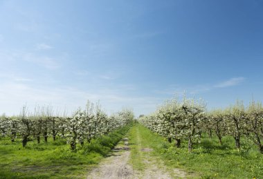Mavi gökyüzü ile Hollandalı meyve bahçesi beyaz elma çiçekleri